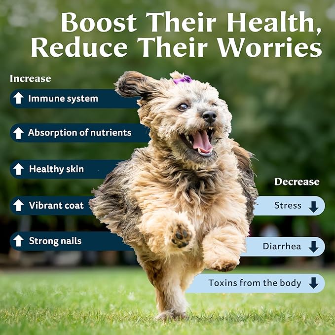 Zeolite Powder 100% Natural Food Supplement for Immunity & Detox, Digestive Health, Joint Health Supplement Powder, Liver Detox, Enhance Pet Health w/Easy-to-Use Pet Supplements, 350g/12.35 oz